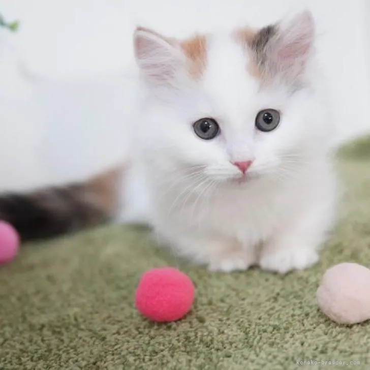 アムレオ 様のお迎えした子猫
