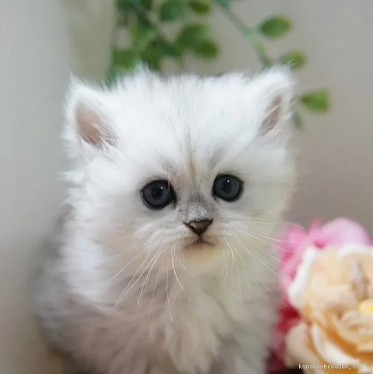 ID:2306-02642の子猫