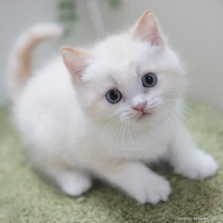 ID：2411-02094の子猫