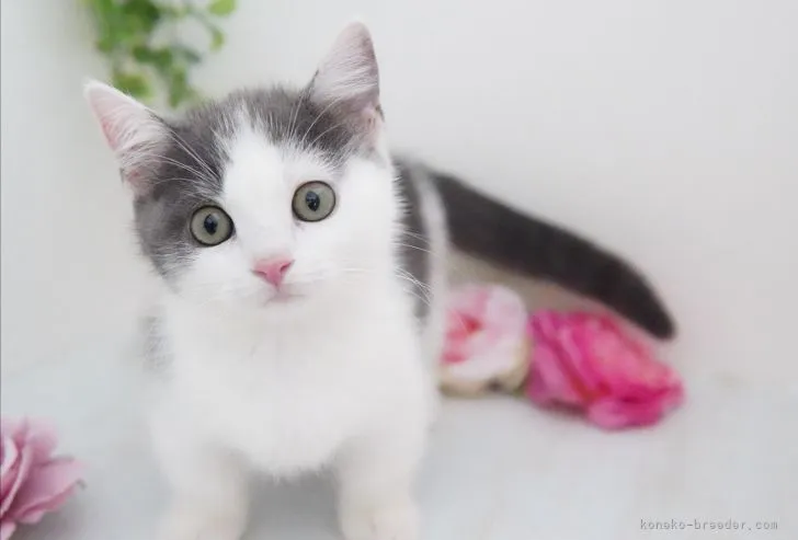 ID:2106-01373の子猫