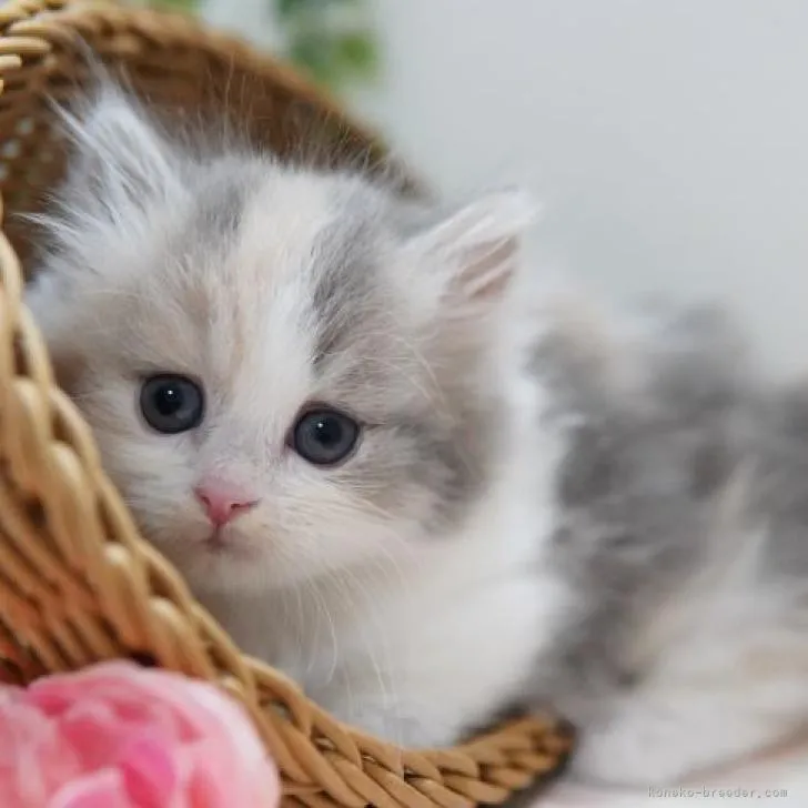 Y.Y 様のお迎えした子猫