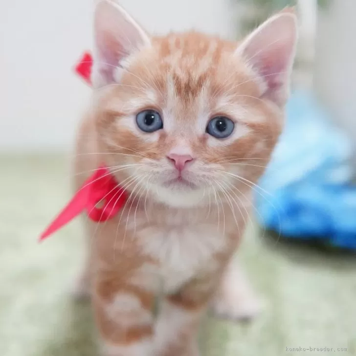 ID：2411-00456の子猫