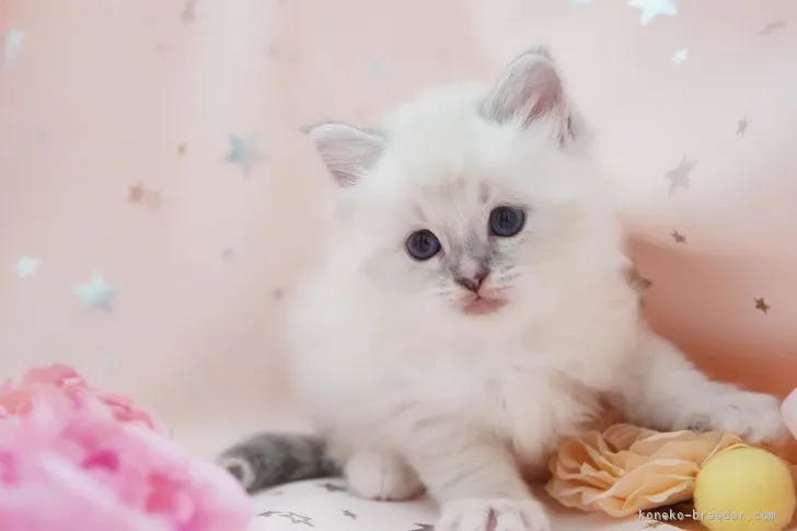 ID：2104-01216の子猫