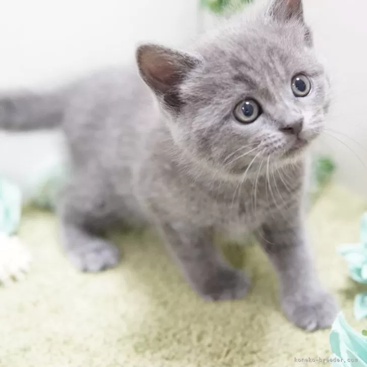 ID：2401-00774の子猫