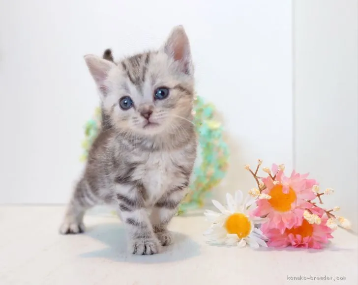 ID：2003-00028の子猫