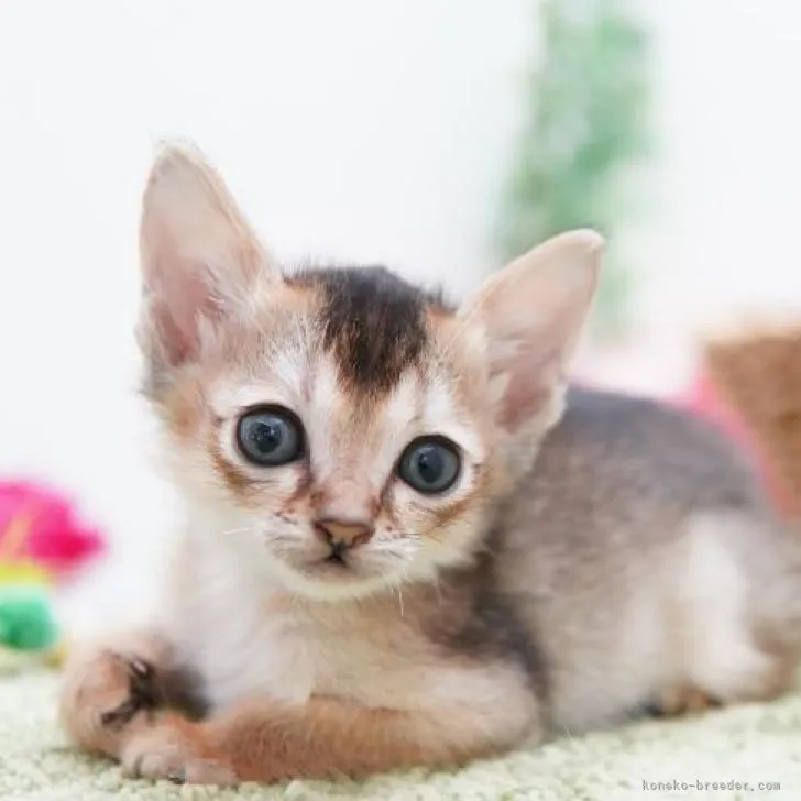 ID:2210-00383の子猫