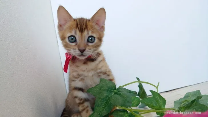 ID：1911-00588の子猫