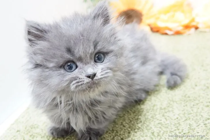ID:2203-00454の子猫