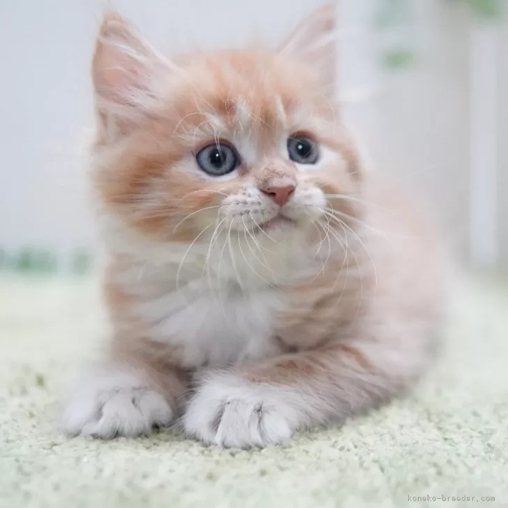 ID：2409-00522の子猫