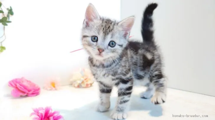 ID:2001-00955の子猫