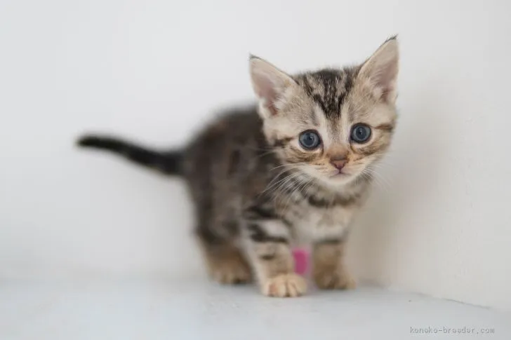 ID：2102-01682の子猫