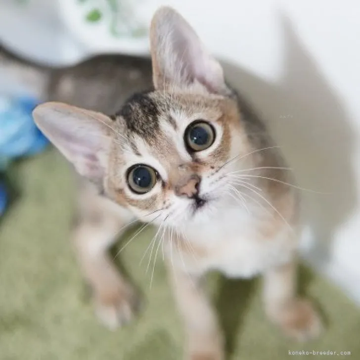 ID：2310-00416の子猫