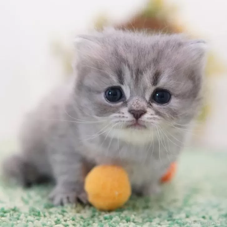 ID:2405-00408の子猫