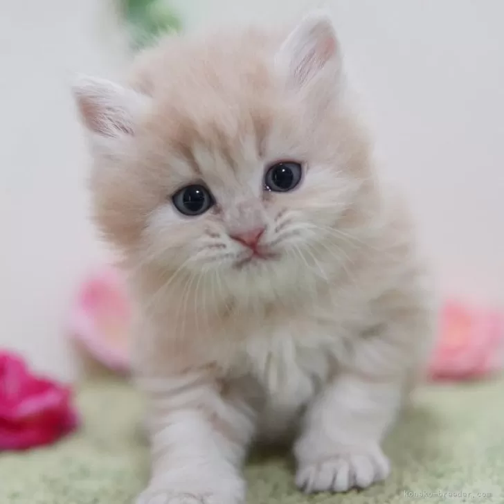 ID:2403-01325の子猫