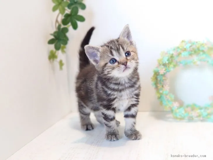 ID:2003-00027の子猫