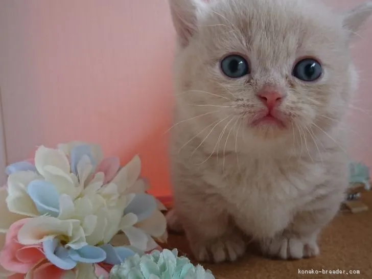 ID：1905-02162の子猫