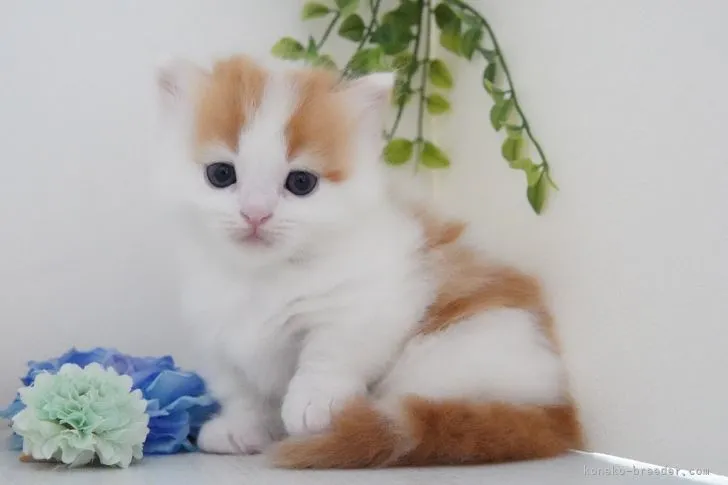 ID:2104-00325の子猫