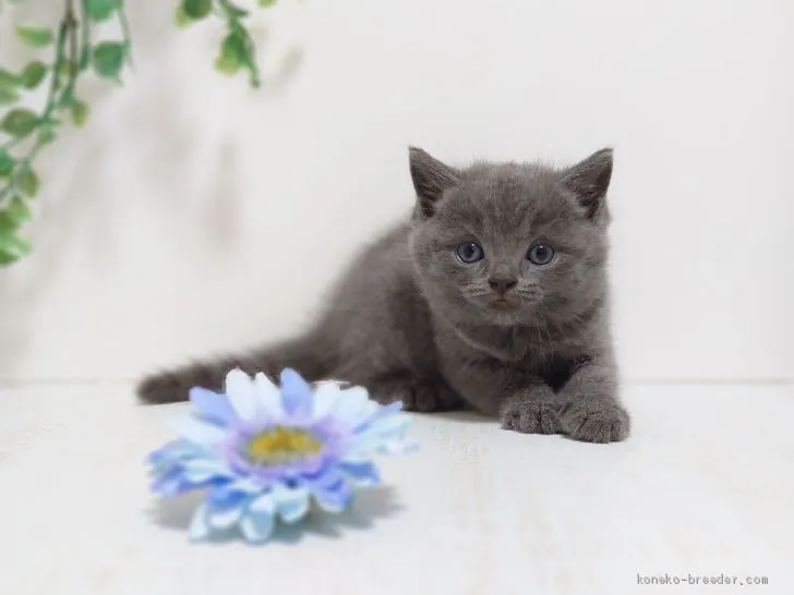 れ 様のお迎えした子猫