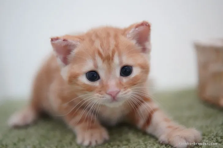 ID：2111-01200の子猫