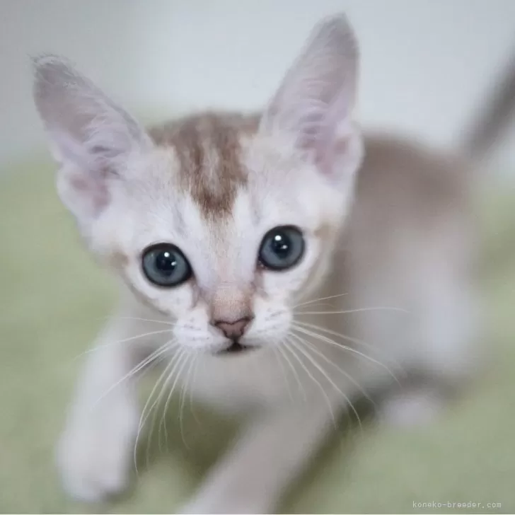 ID:2406-01672の子猫