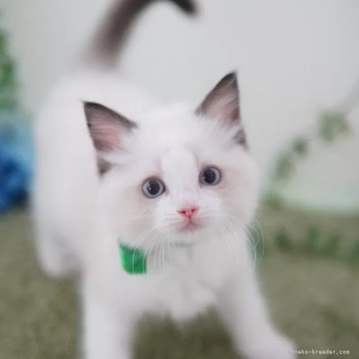 ID：2404-03165の子猫