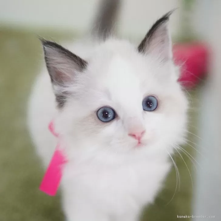 ID：2404-02756の子猫