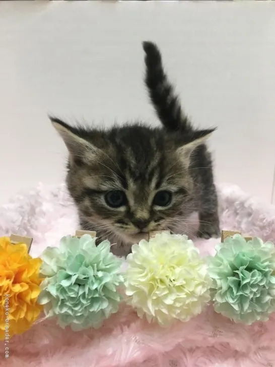 ID:1811-01224の子猫