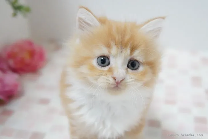 ID:2206-00614の子猫