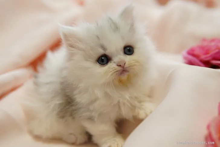 ID：2203-01766の子猫
