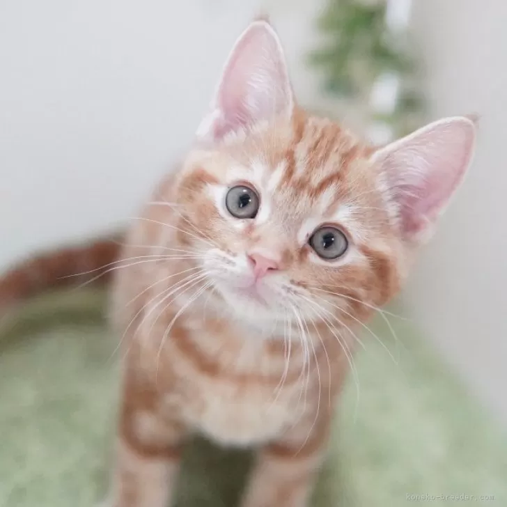 ID:2411-00457の子猫