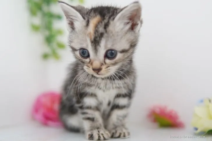 ID：2102-01675の子猫