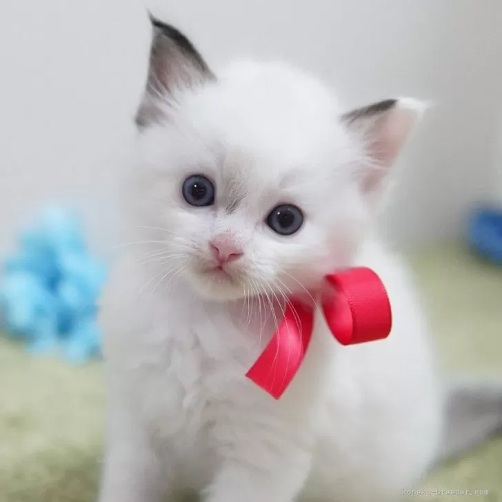ID:2404-02760の子猫