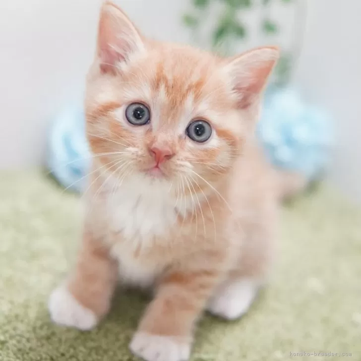 ID:2408-00641の子猫