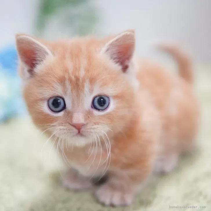 ID:2312-02516の子猫