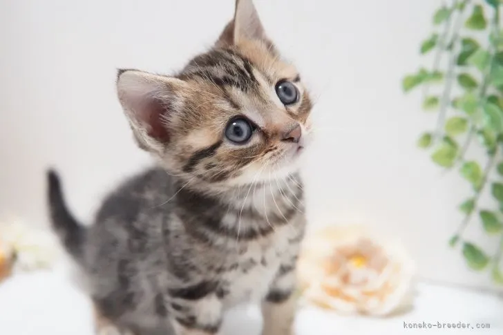 ID:2112-02078の子猫