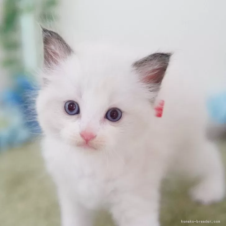 ID：2409-00399の子猫