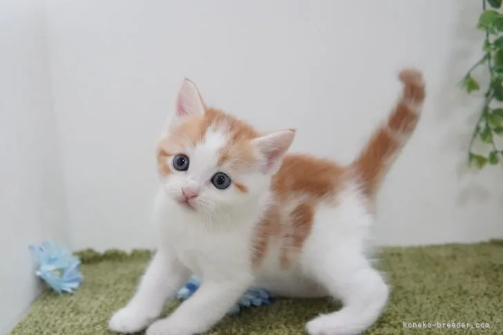ID：2109-00916の子猫