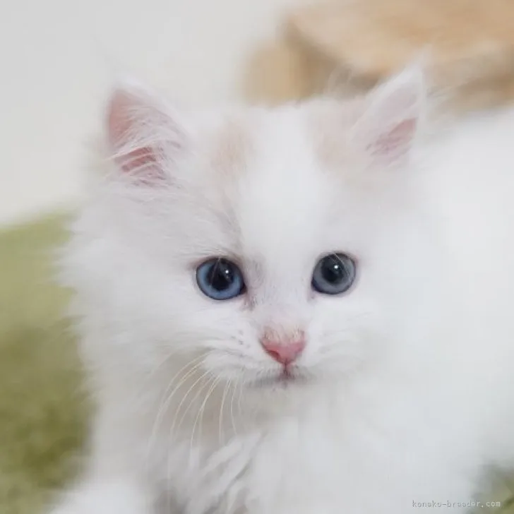 ID：2308-00634の子猫