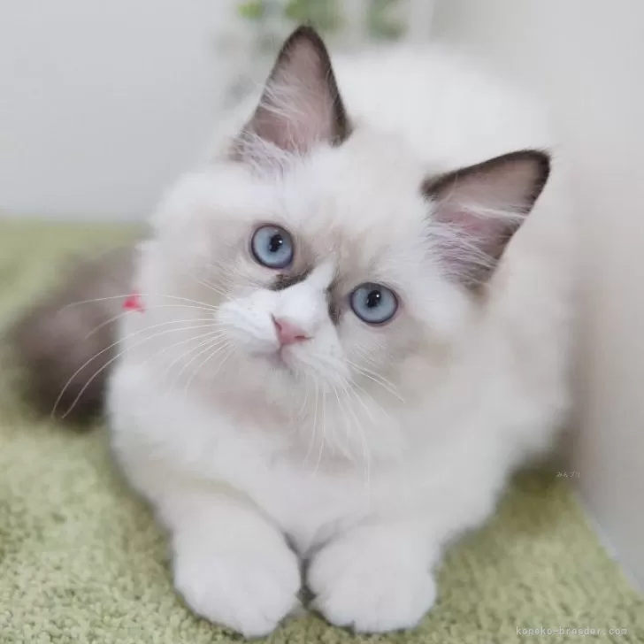 ID：2311-01594の子猫