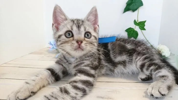 ID：1907-00175の子猫