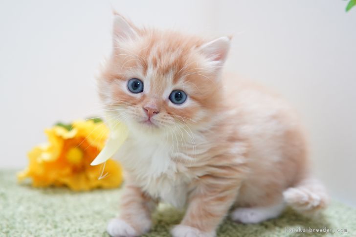 マンチカン 長足 神奈川県 男の子 22年2月19日 レッドタビー ホワイト ほわほわおっとり君 みんなの子猫ブリーダー 子猫 Id 23 018