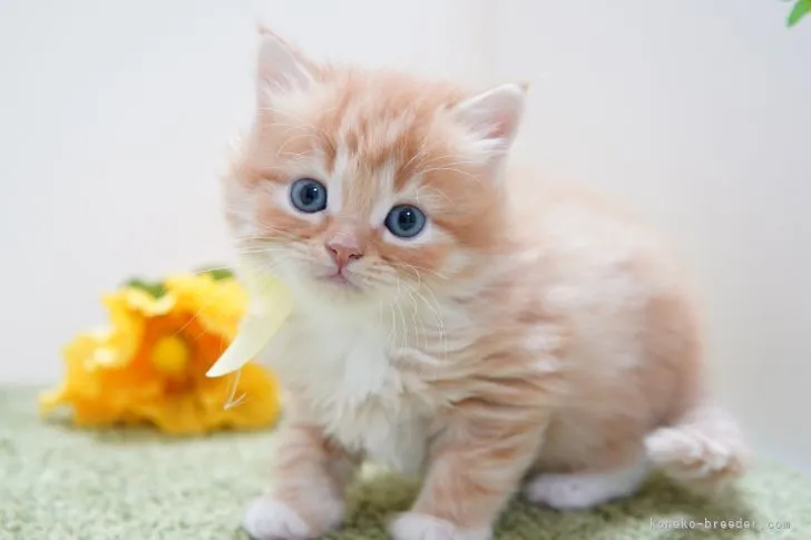 ID：2203-01838の子猫