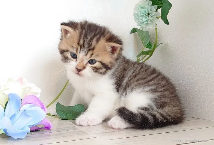 ID:1909-00409の子猫