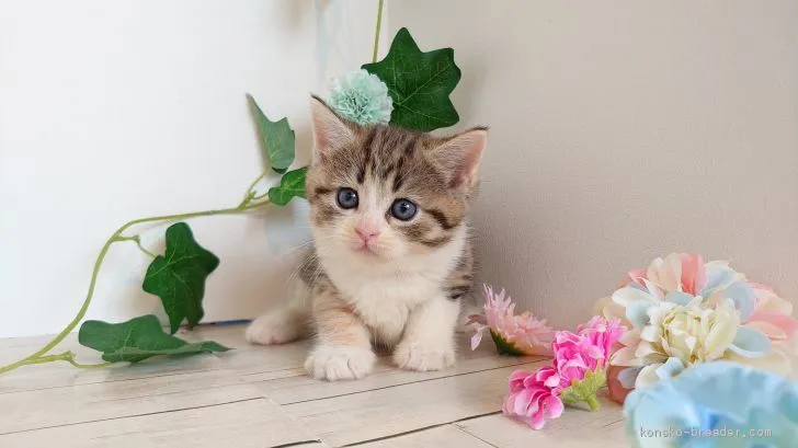 ID：1909-00440の子猫