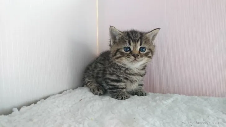 ID：1904-01484の子猫