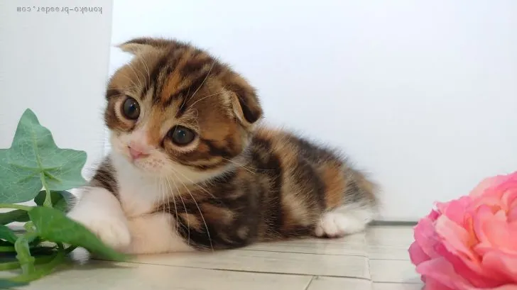 ID:1911-00759の子猫