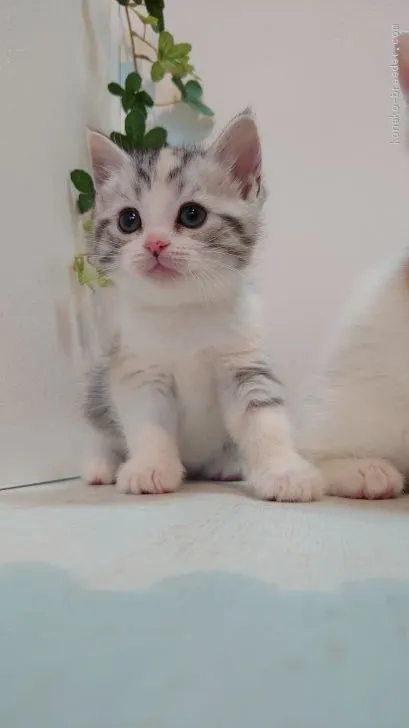 ID：1912-01630の子猫