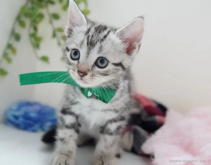 ID:2108-01070の子猫