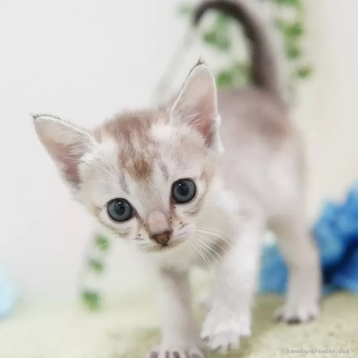 ID：2404-01848の子猫