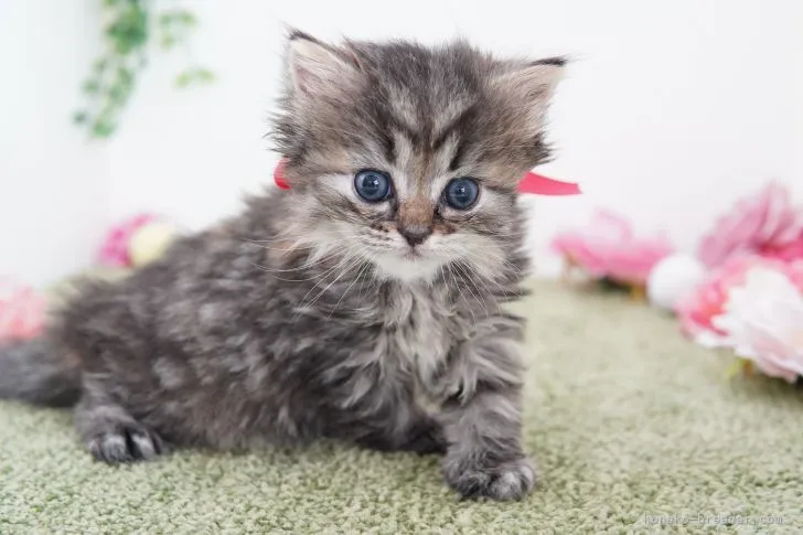 ID:2205-00755の子猫